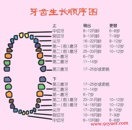 图解宝宝长牙顺序 妈妈们必看让宝宝长出一口健康牙齿