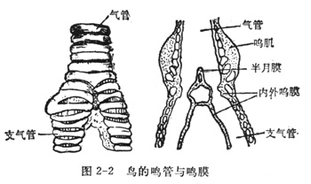 中学生物理小常识：鸟的发声（图）