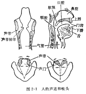 中学生物理小常识：人的发声（图）